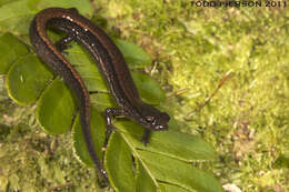 Image of Dwarf Salamander