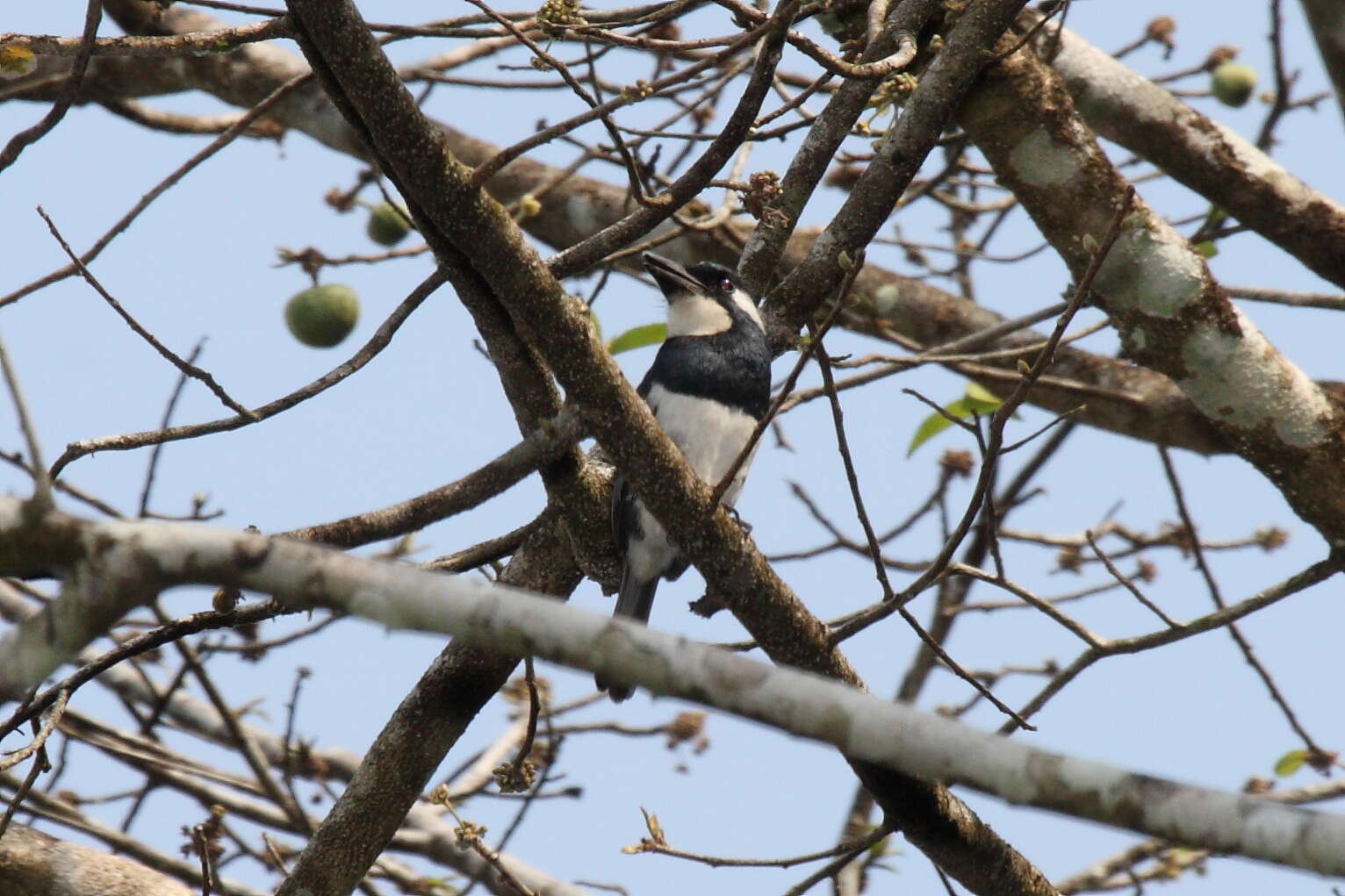 Image of Black-breasted Puffbird