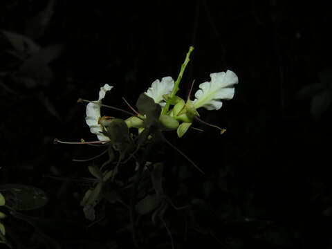 Plancia ëd Macrolobium costaricense W. C. Burger