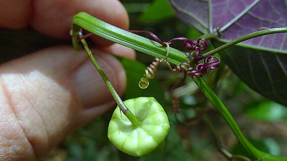 Image of Passiflora misera Kunth