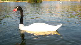 Image of Swan