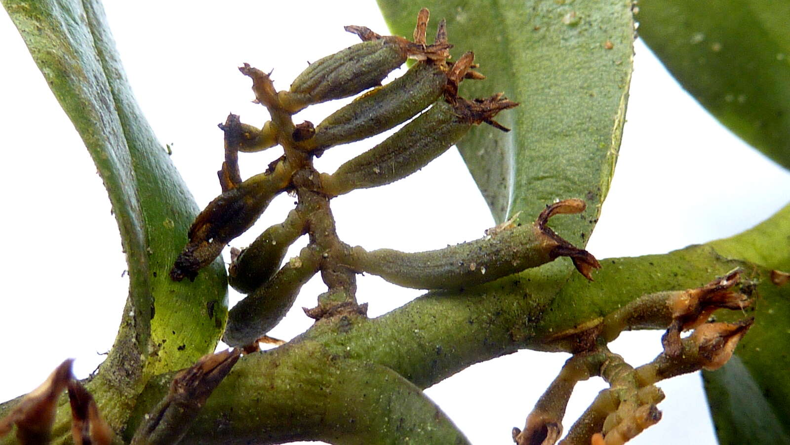 Image of Bentspur orchids