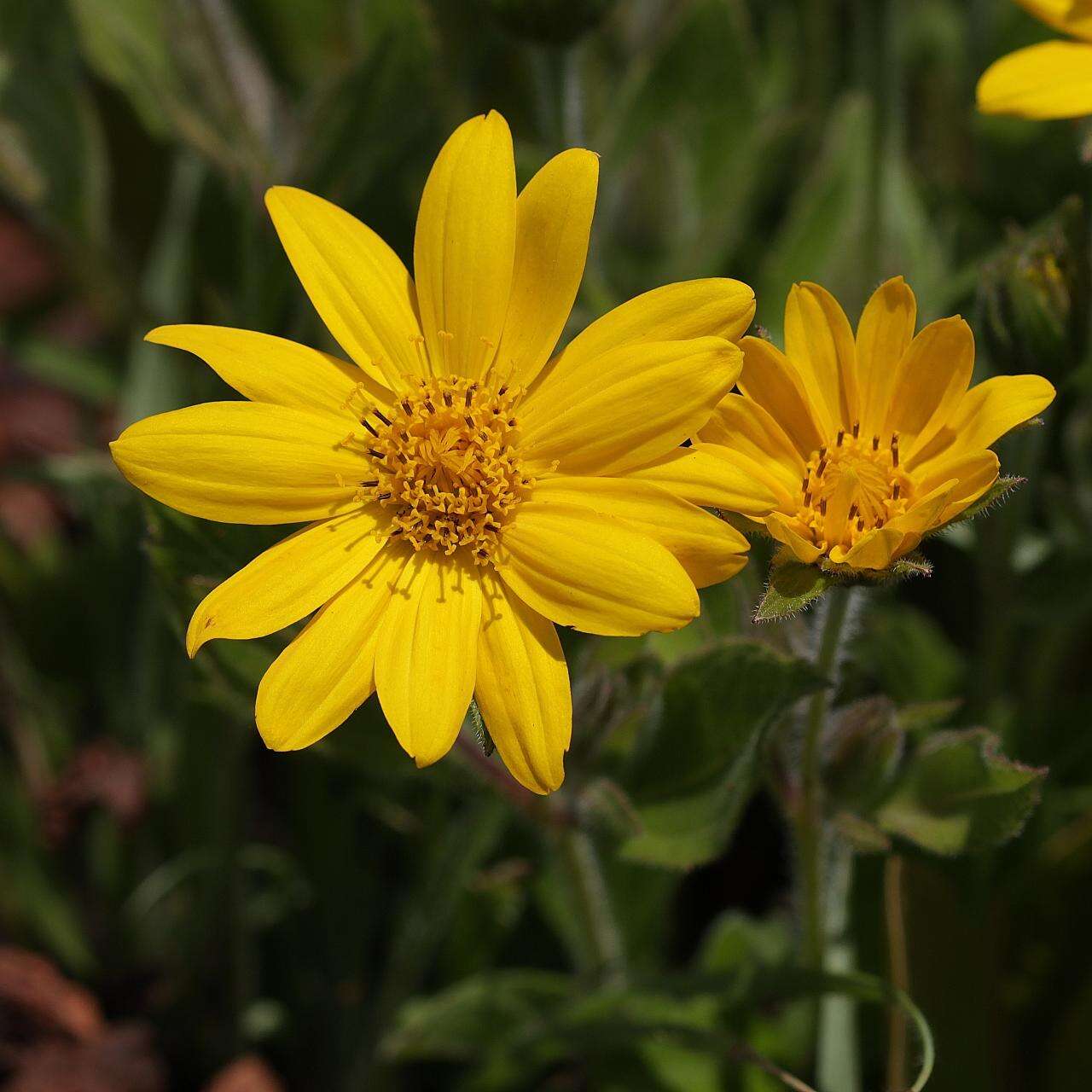 Image of Wedelia foliacea (Spreng.) B. L. Turner