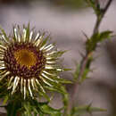 Image of carline thistle