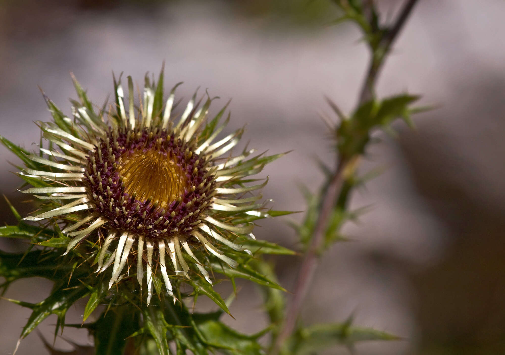 Image of carline thistle