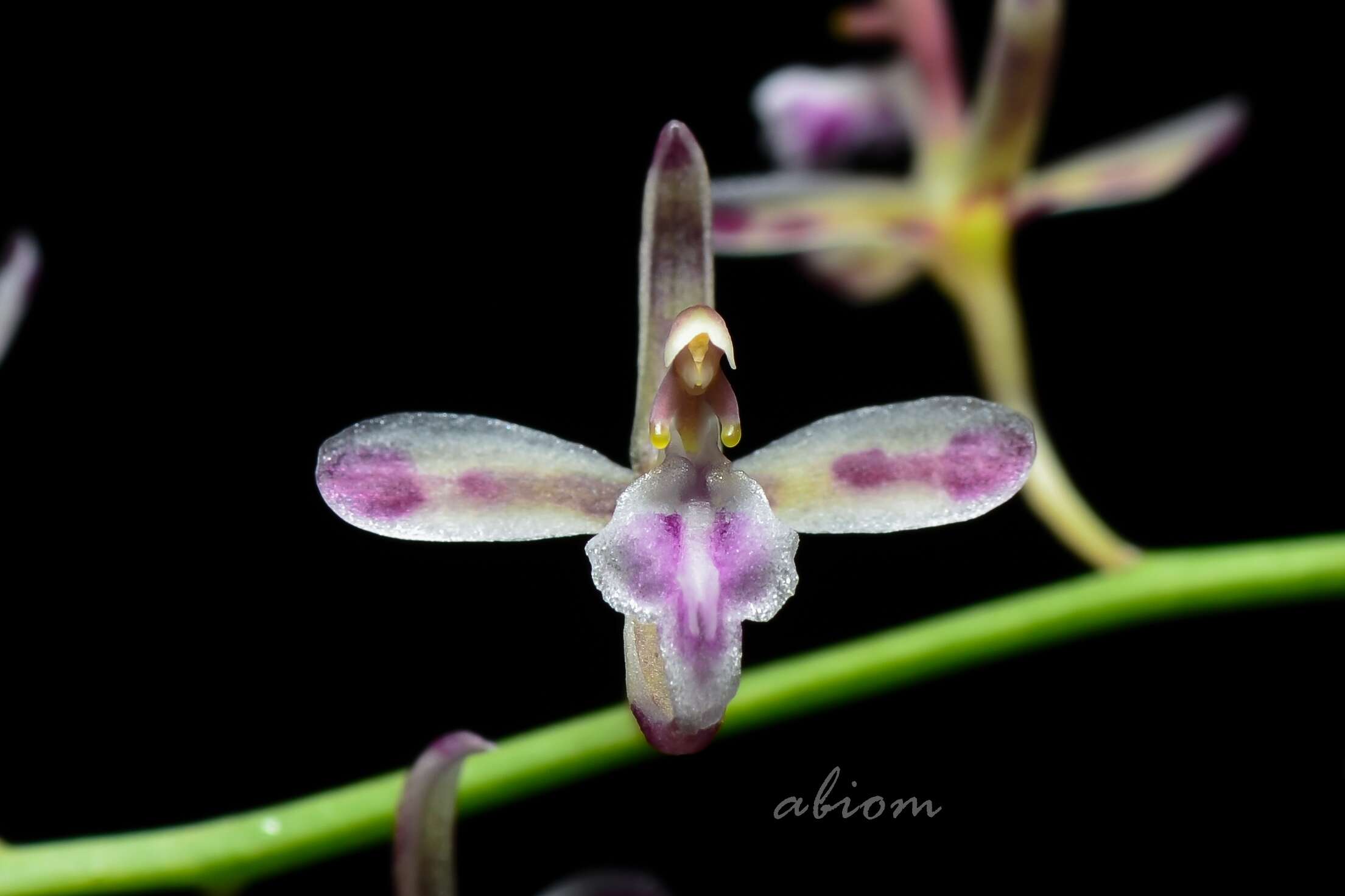 Image of lilyleaf acriopsis