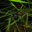 Image of Purse-web spider
