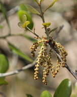 Слика од Quercus myrtifolia Willd.