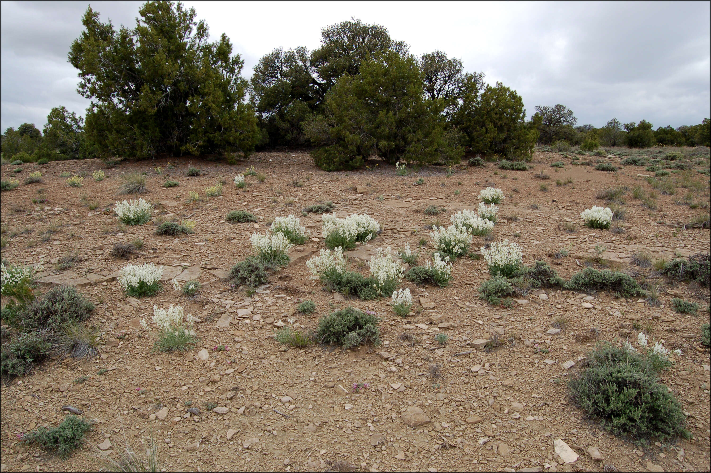 Image of white locoweed