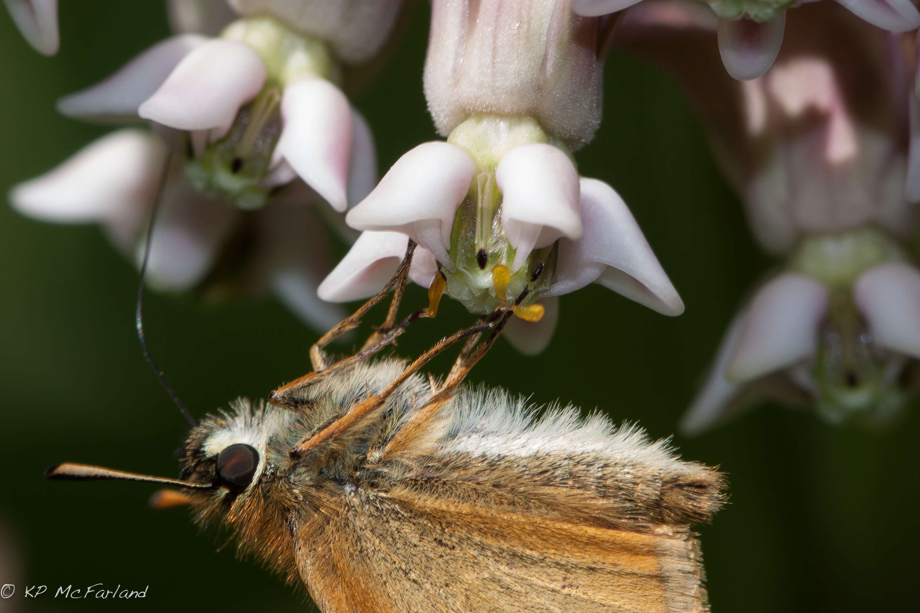 Image of milkweed