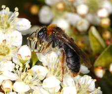 Andrena haemorrhoa (Fabricius 1781)的圖片