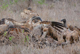 Image of White-backed Vulture