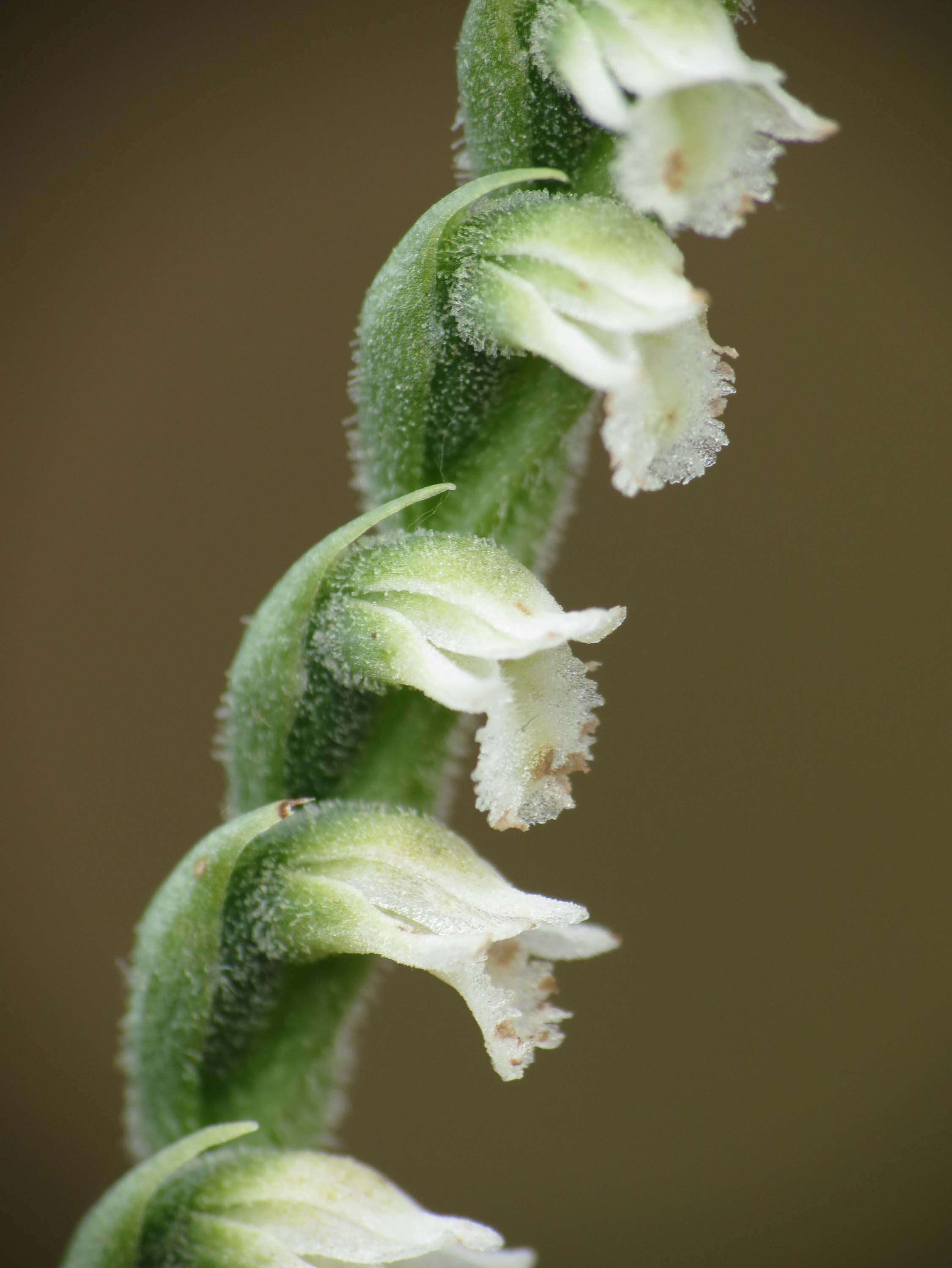 Image of Ladies'-tresses