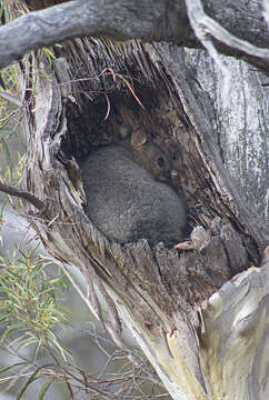 Image of Brushtail possum