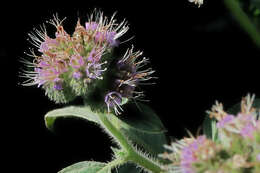 Phacelia californica Cham.的圖片