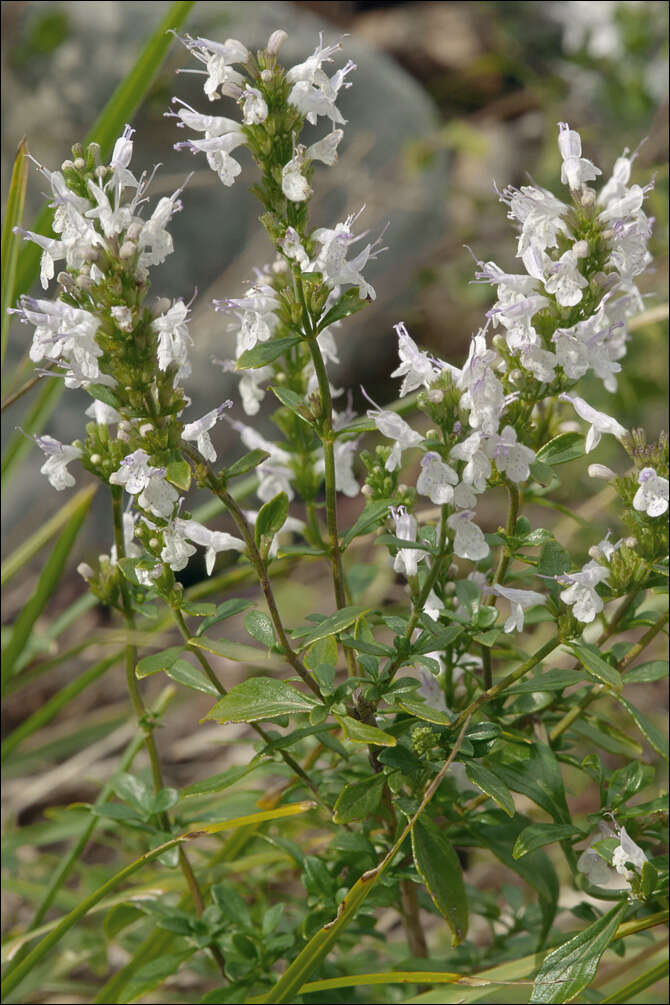 Imagem de Clinopodium album (Waldst. & Kit.)