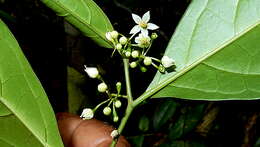 Image of Solanum bahianum S. Knapp