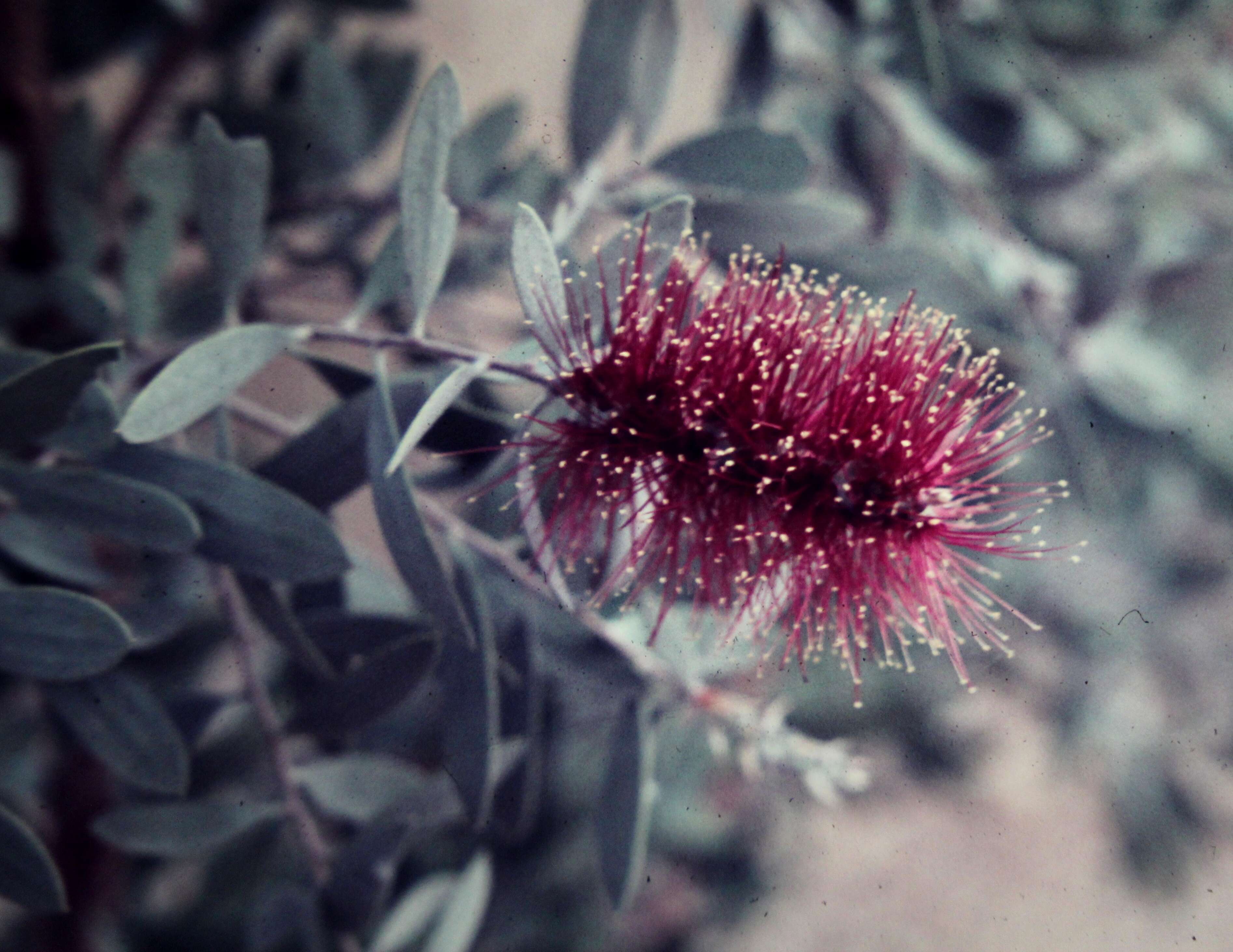 Image of Melaleuca nervosa (Lindley) Cheel