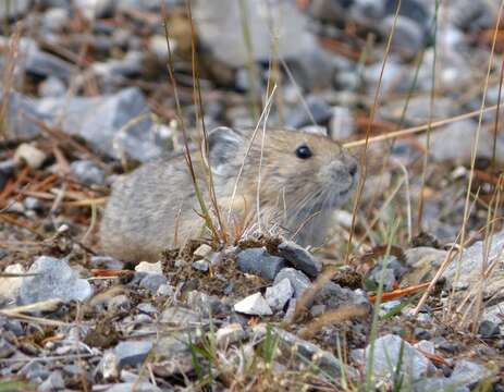 Image of Collared Pika