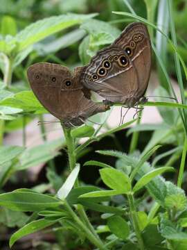 Imagem de Nymphalidae