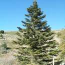 Image of Sicilian Fir