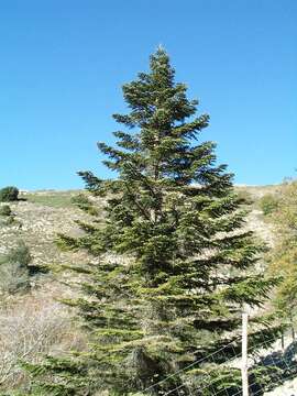 Image of Fir