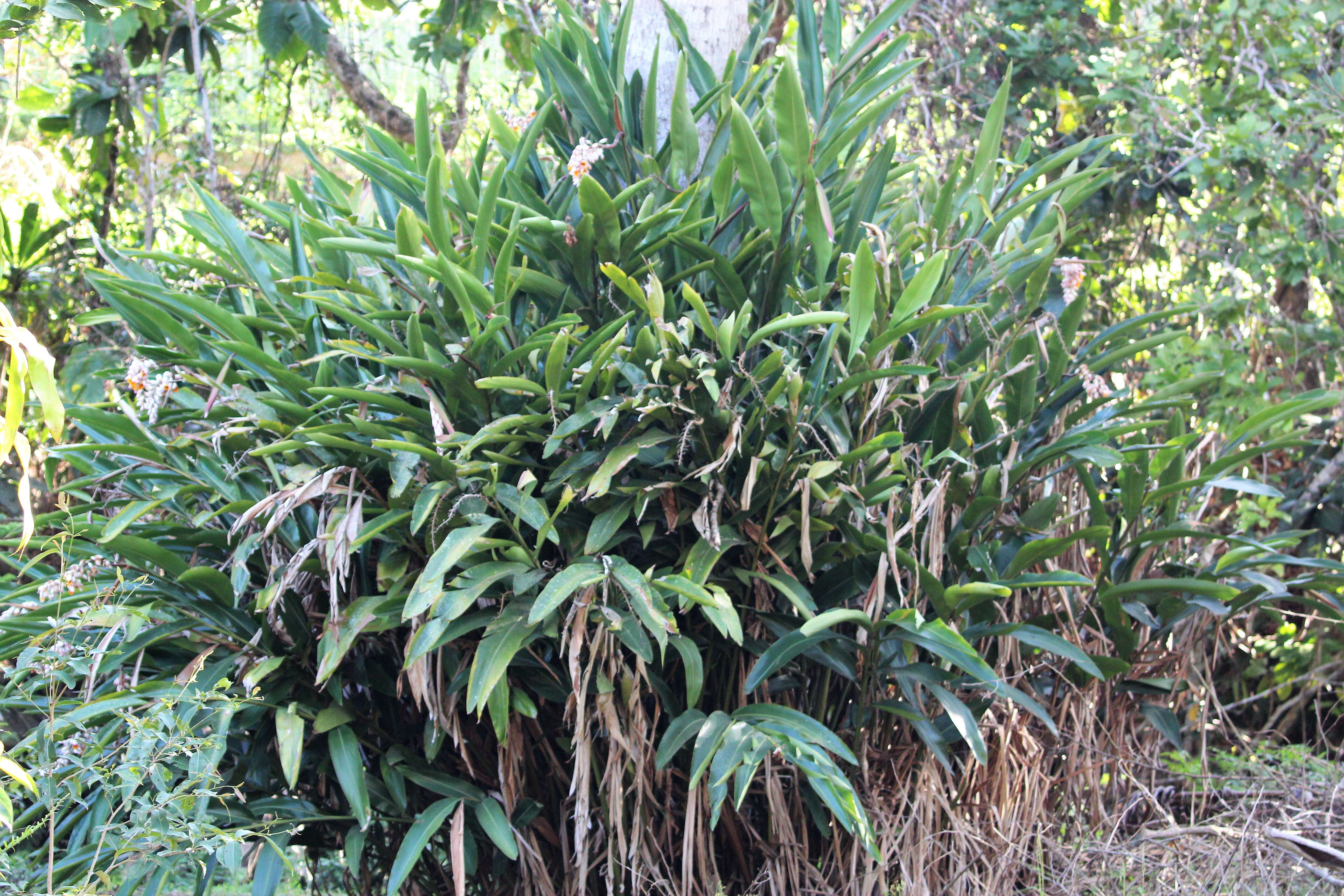 Image of Alpinia