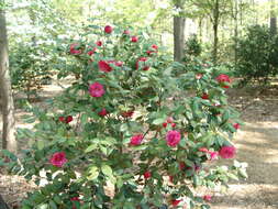 Image of camellia