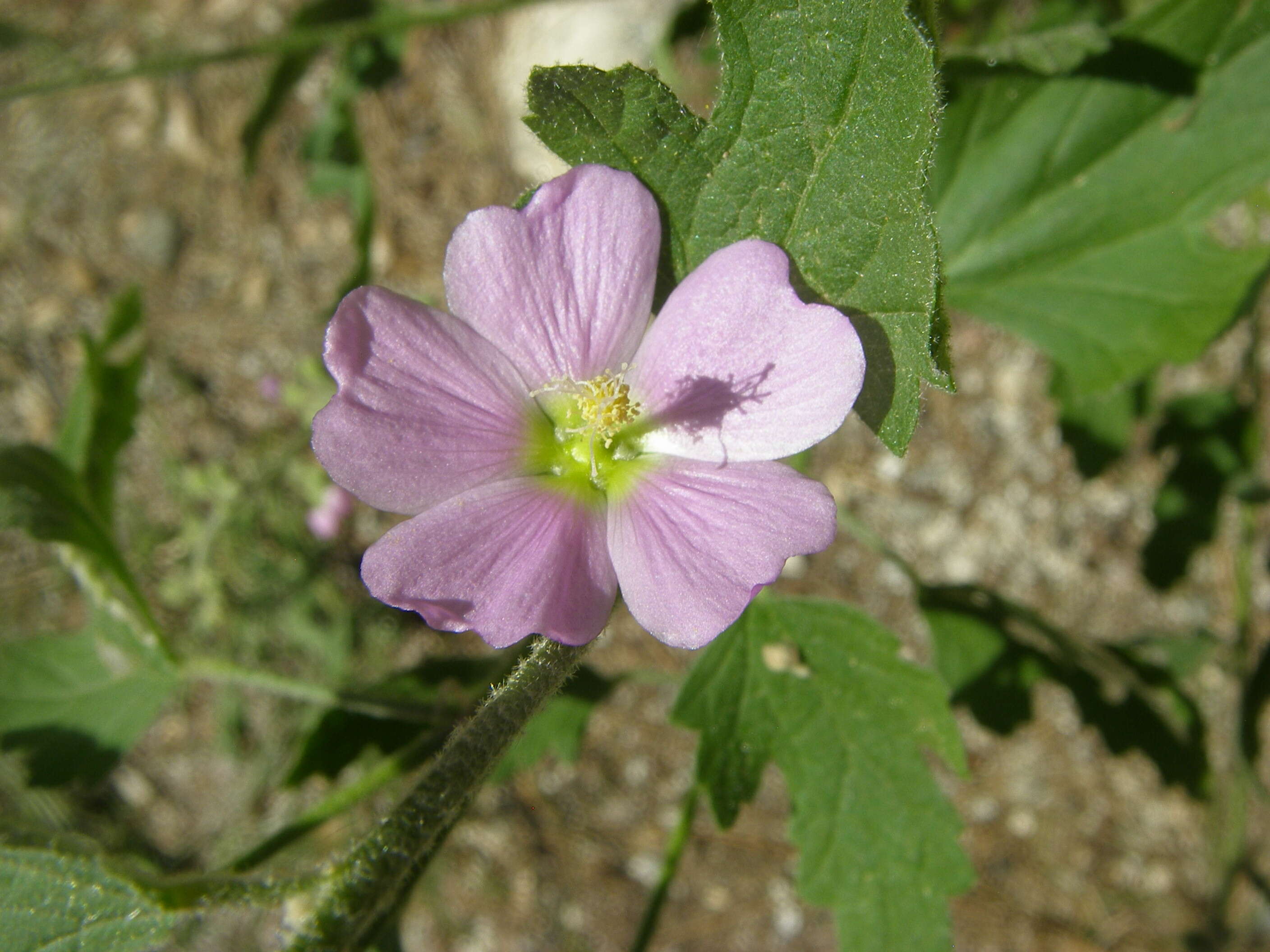 Image of globemallow