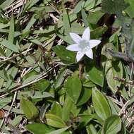 Image of Mexican clover