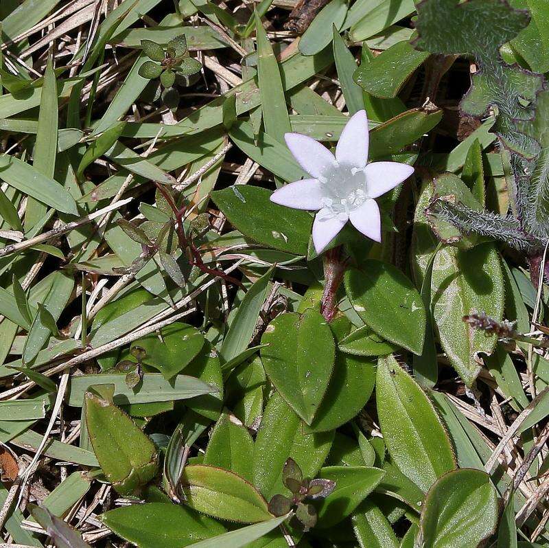 Image of Mexican clover