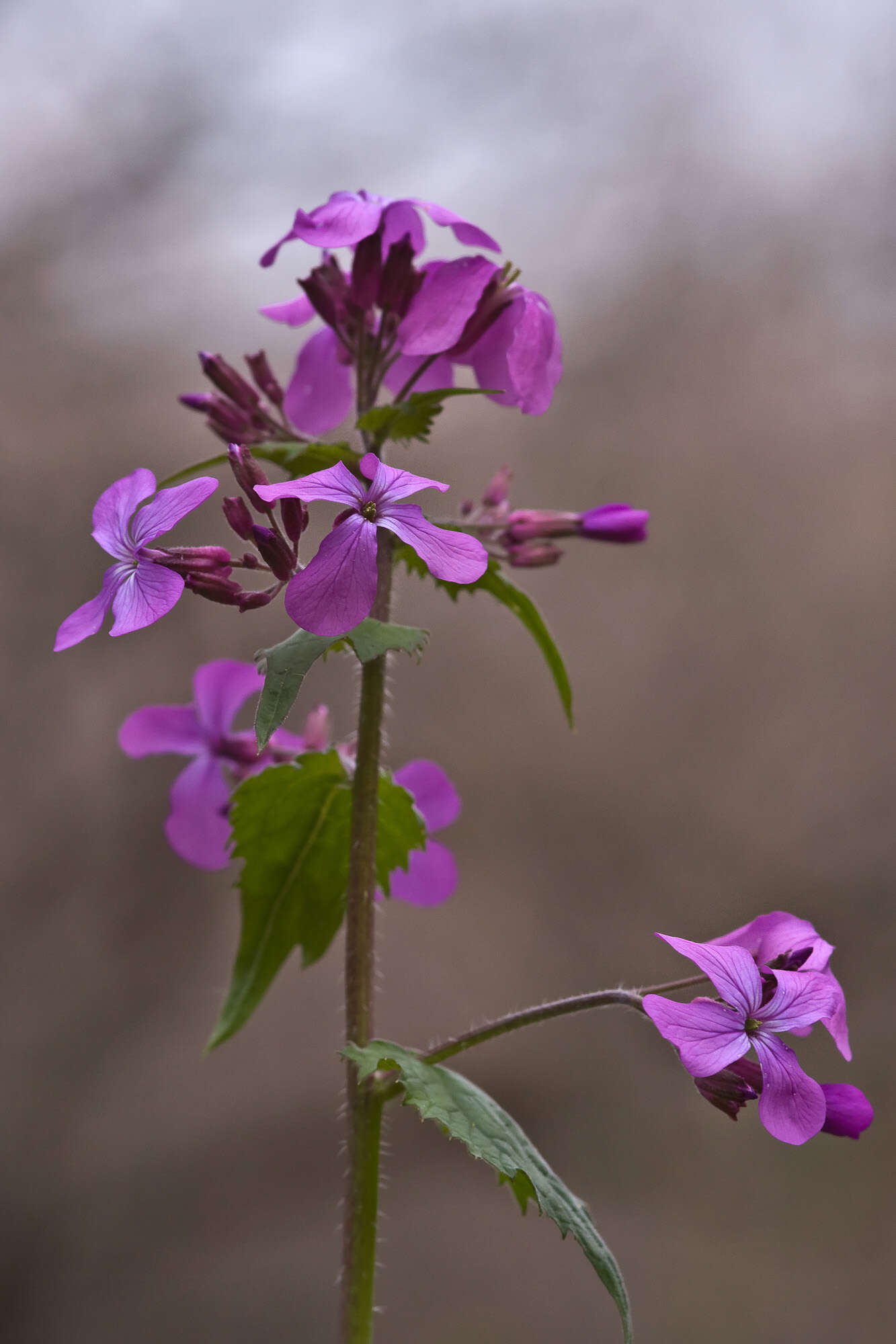 Image of lunaria