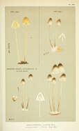 Image de Agaricus chelidonius