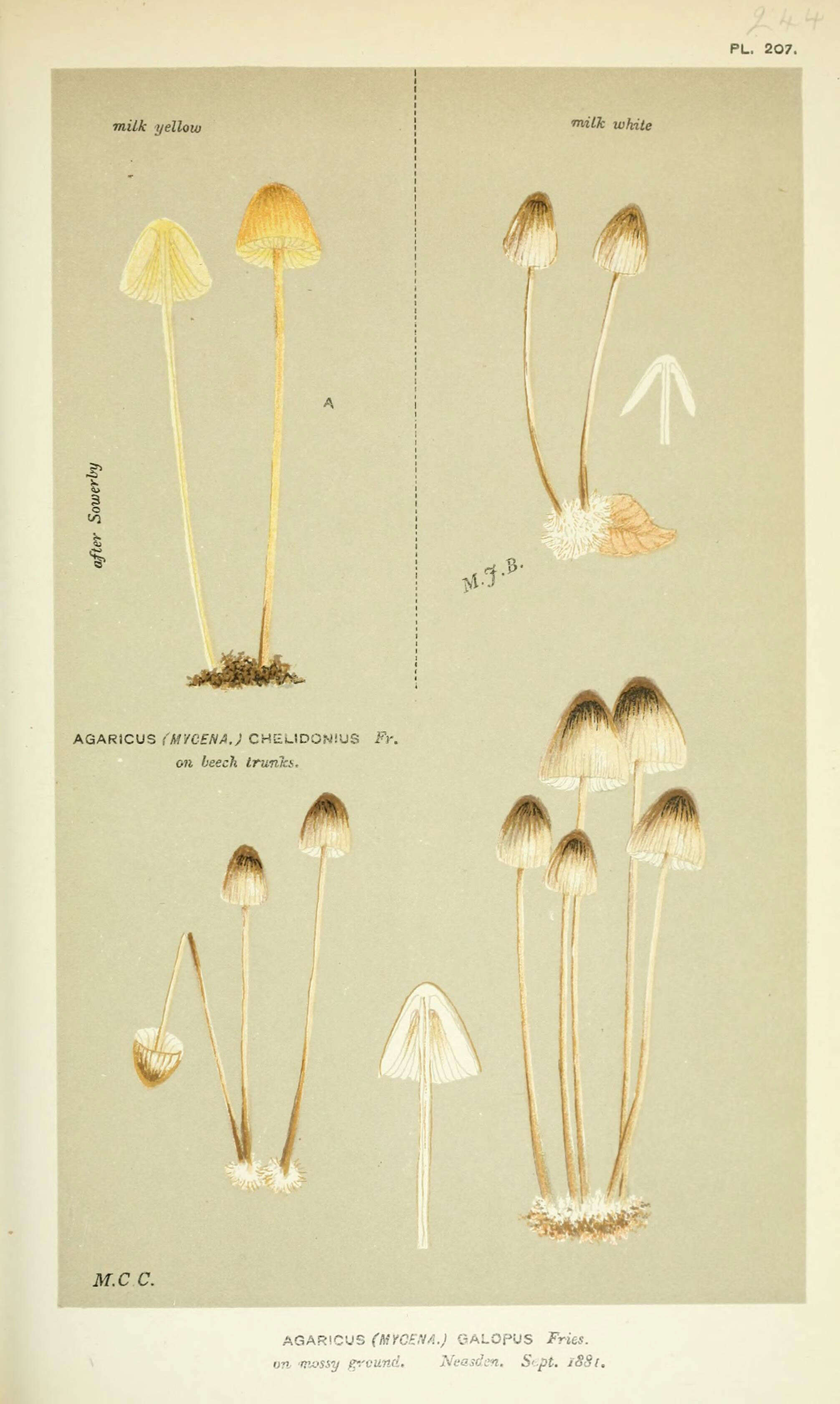 Image of Agaricus chelidonius