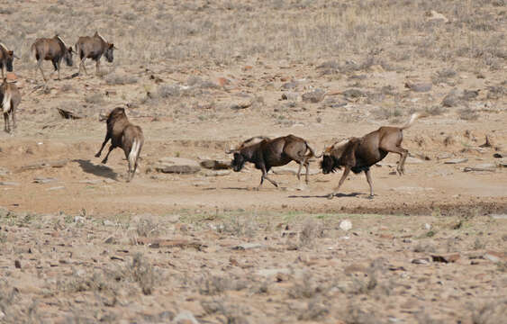 Image of Black Wildebeest