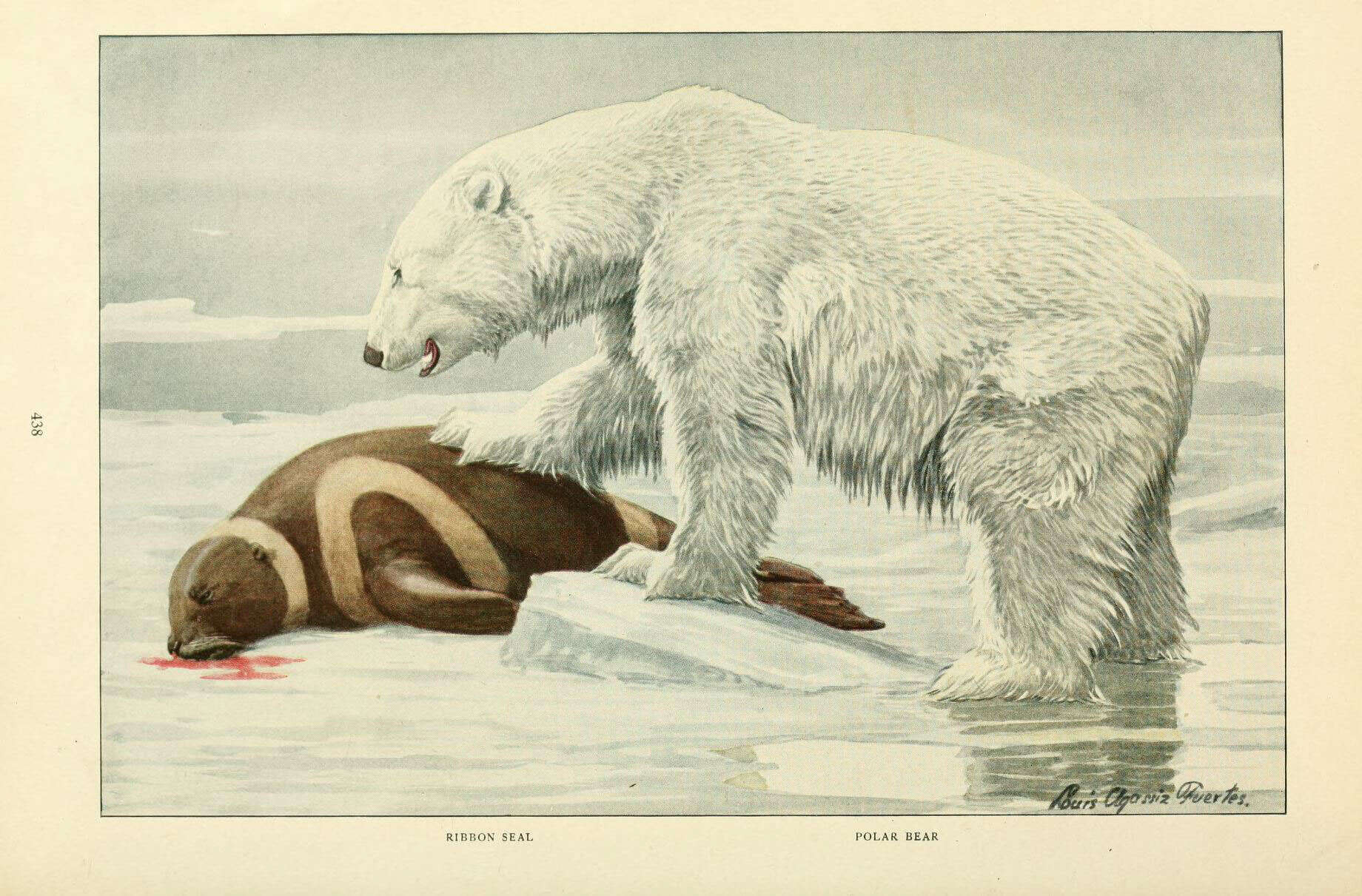 Image of Ursus Linnaeus 1758