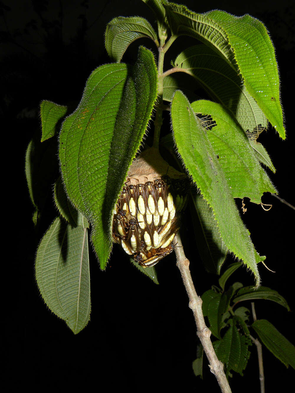 Image of Apoica pallens (Fabricius 1804)