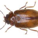 Image of Cyphon laevipennis
