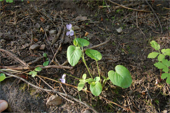 Image of Early Blue (Hook) Violet