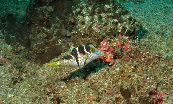 Image of Canthigaster