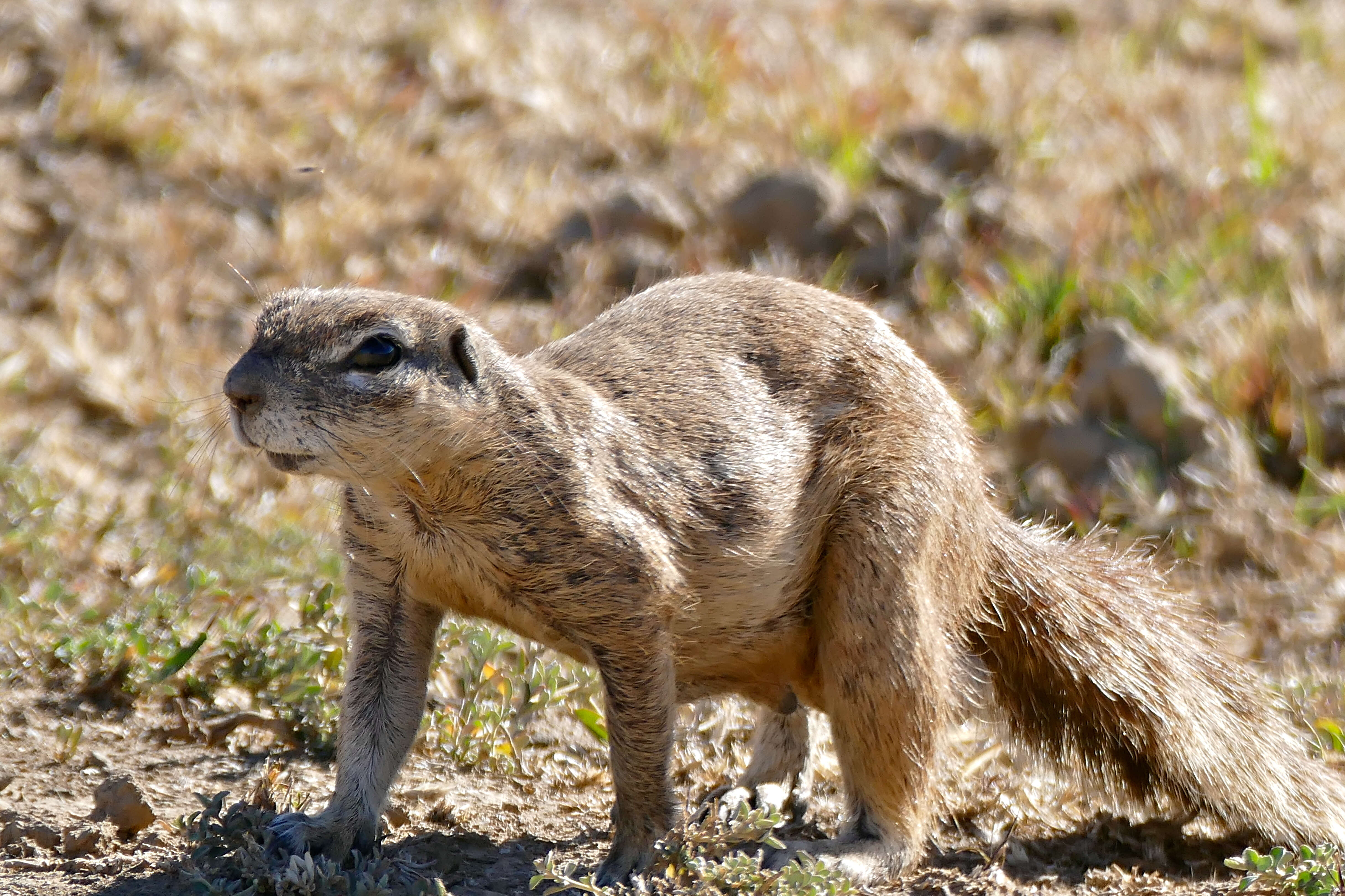 Imagem de Xerus subgen. Geosciurus Smith 1834