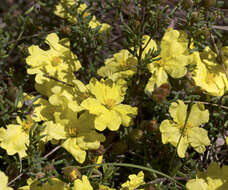 Image of Hibbertia riparia (R. Br. ex DC.) Hoogland