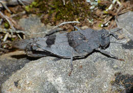 Image of blue-winged grasshopper