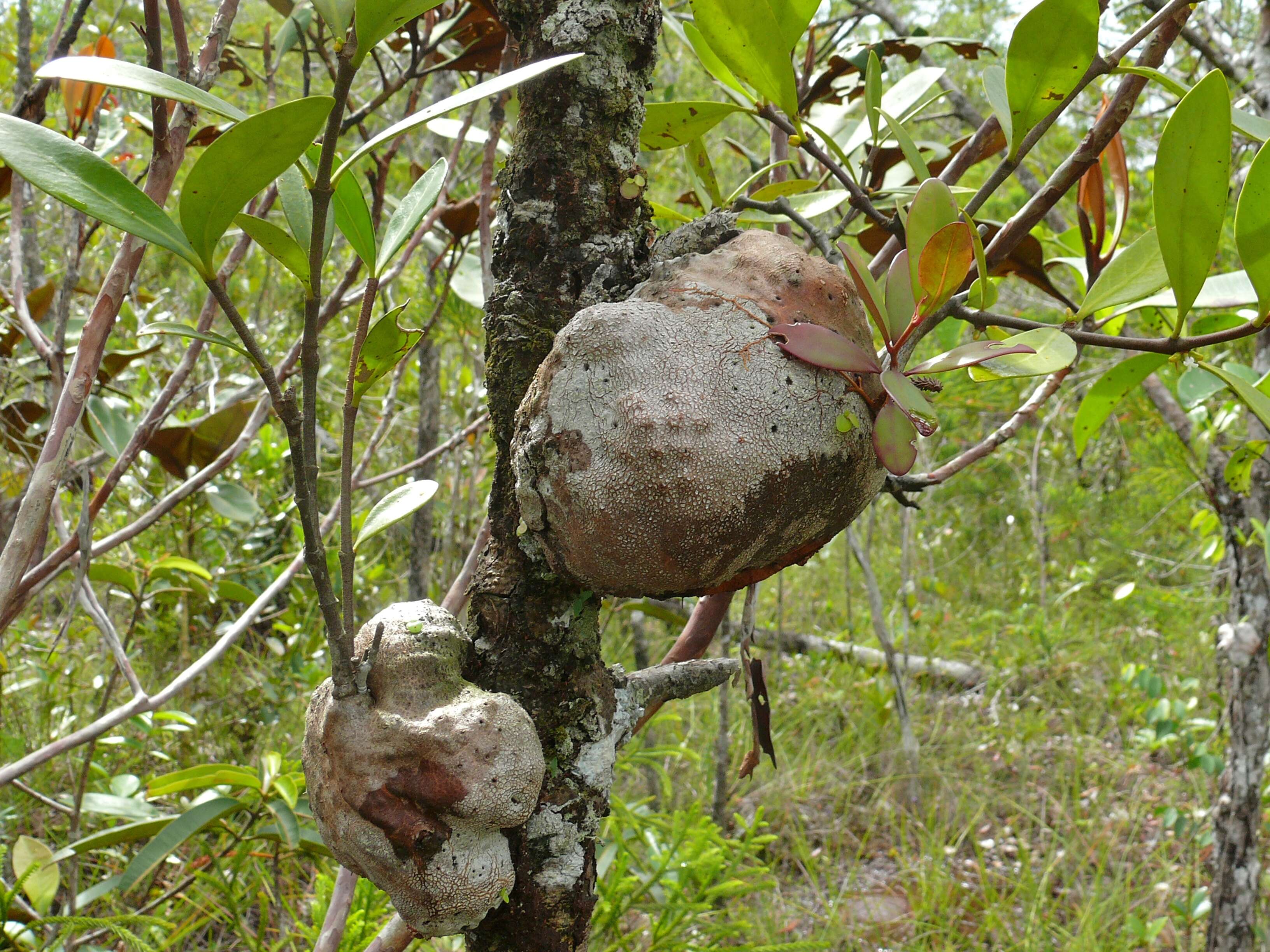 Image of ant plant