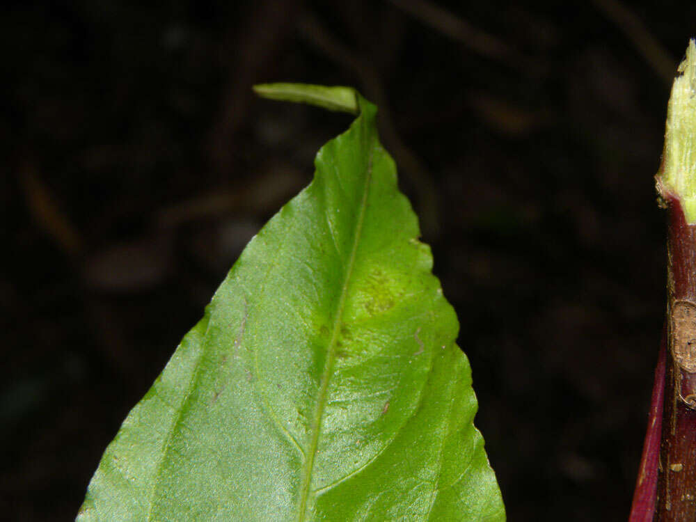 Imagem de Pleuropetalum pleiogynum (Kuntze) Standl.