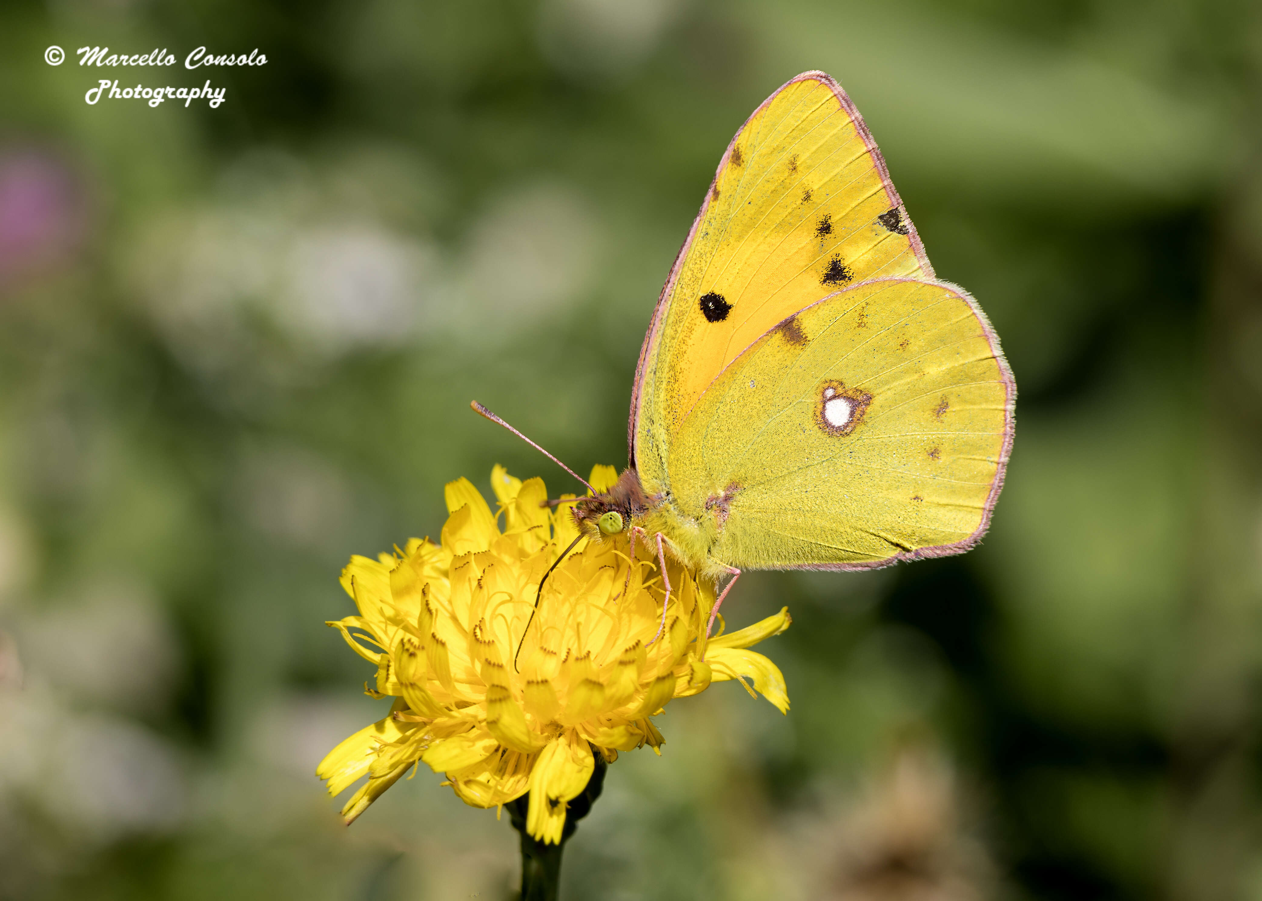 Image of Colias