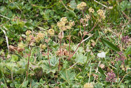 Image of <i>Alchemilla flabelata</i>