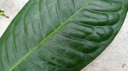 Image of Conchocarpus