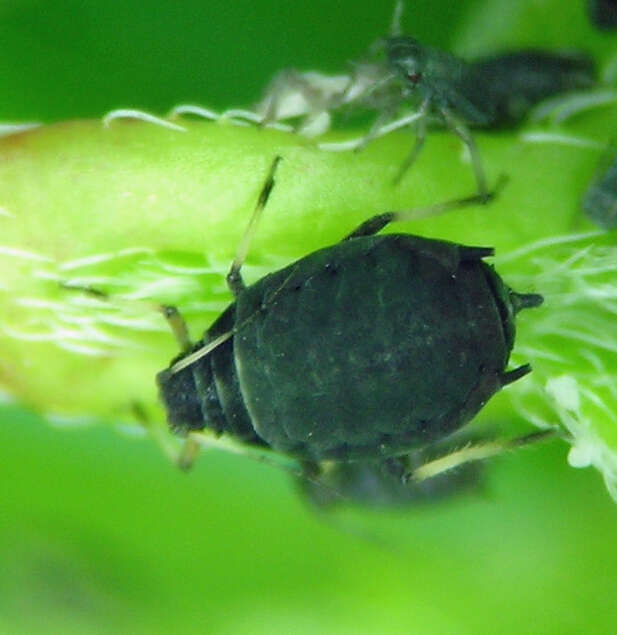 Image of Black bean aphid