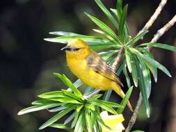 Image of Slender-billed Weaver